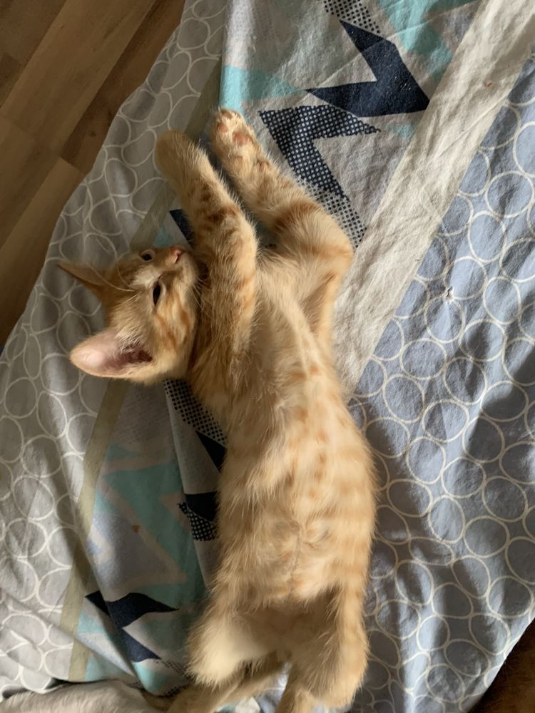 Котята 8 недель рыженькие.