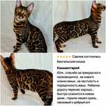 Бенгальские Котята из питомника