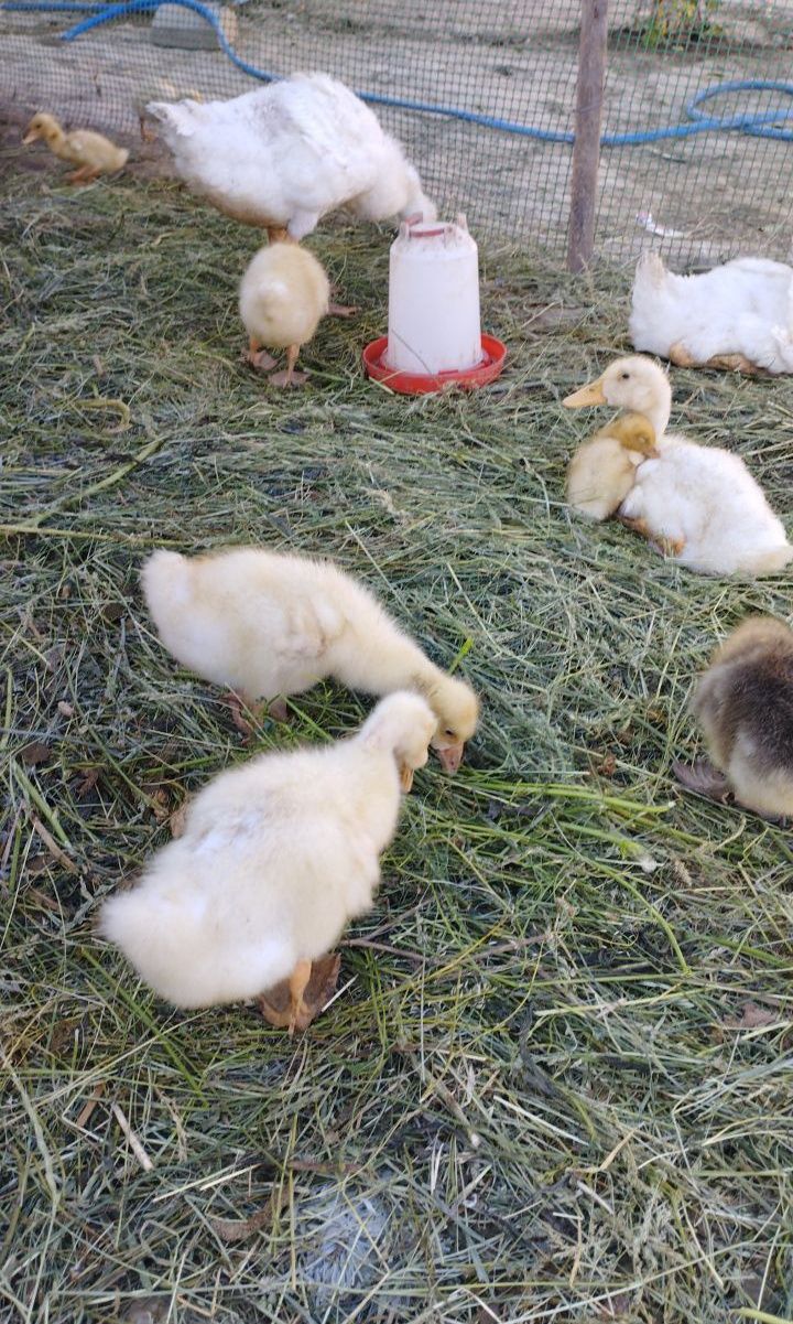 Продам утка 3 штуки срочно!!
