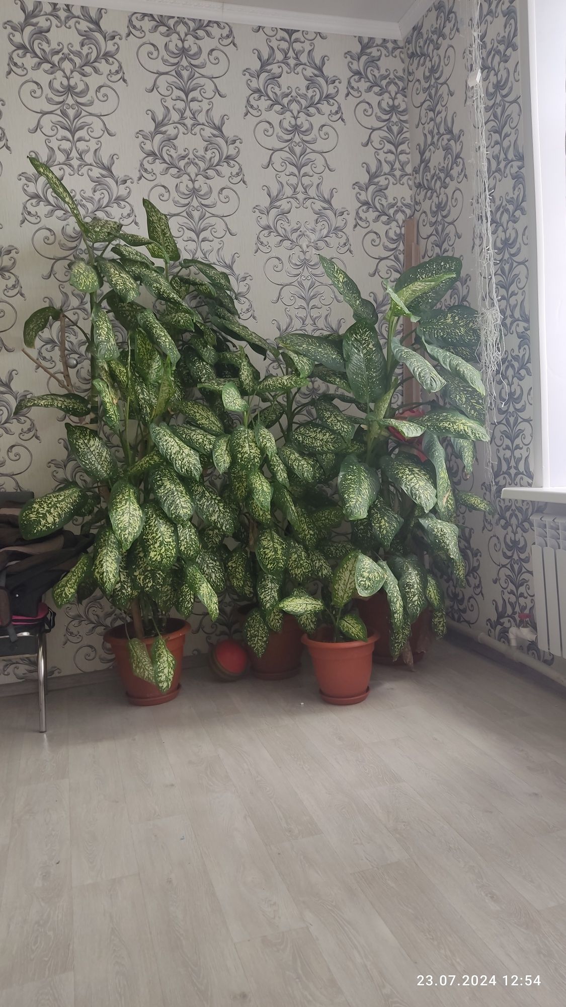 Продам цветок диффинбахии.