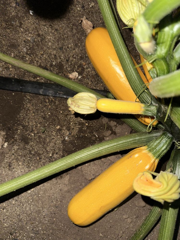 Продам кабачки дрмашние.