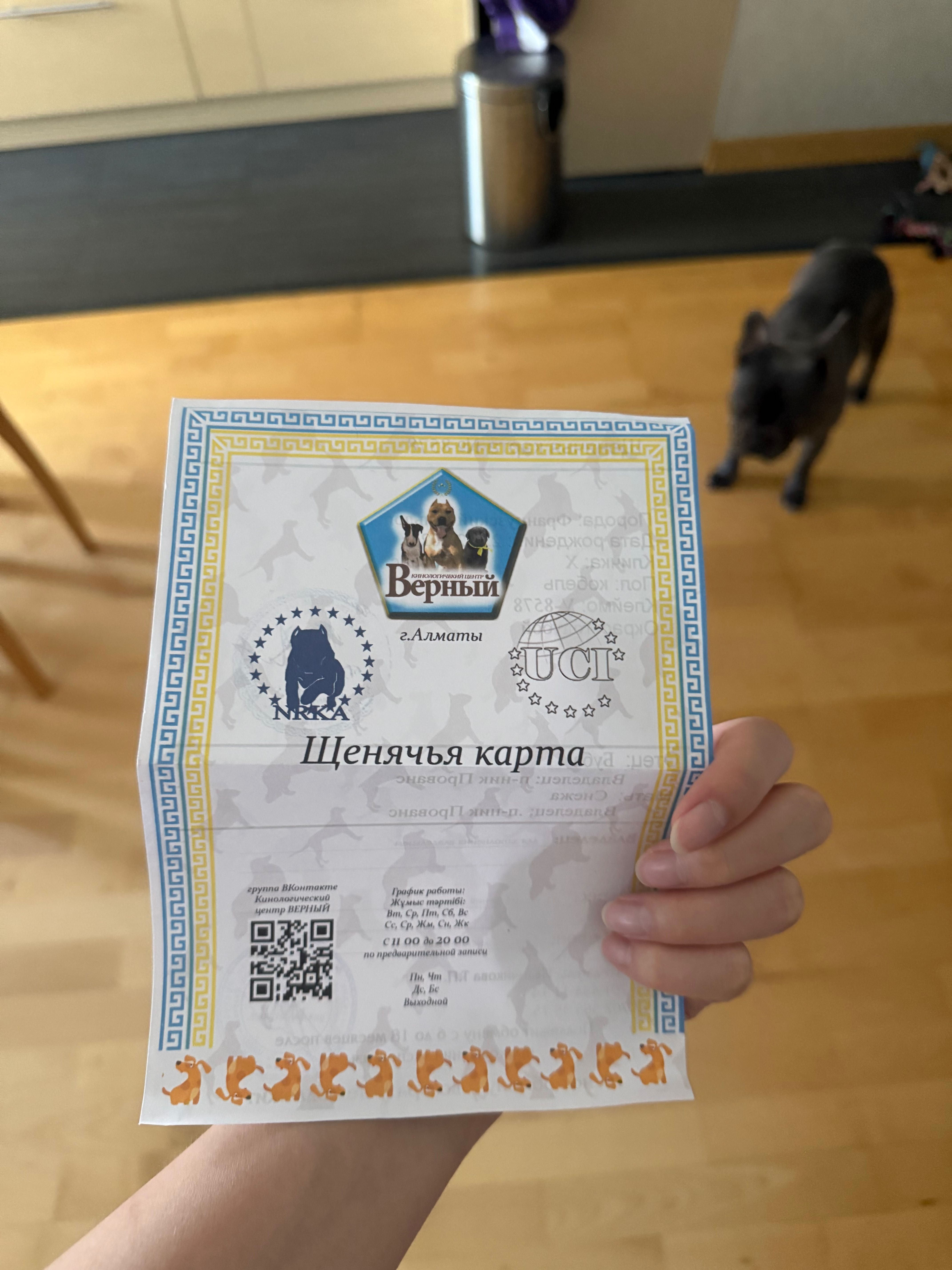 Вязка французский бульдог