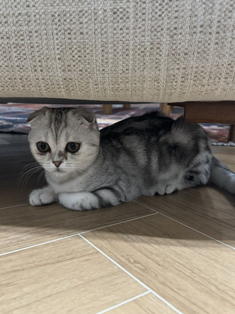 Отдам котенка в хорошие руки
