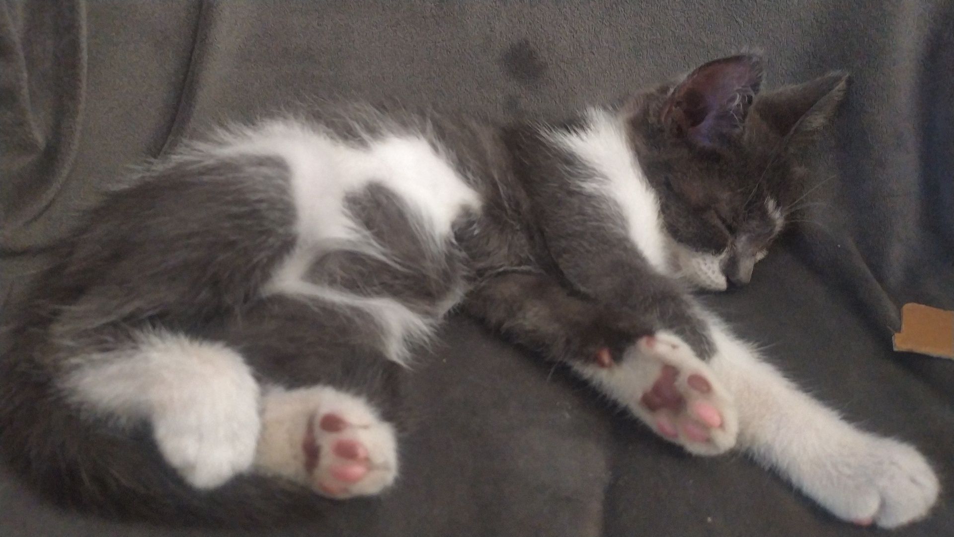Отдам котенка в добрые руки,которые любят животных!