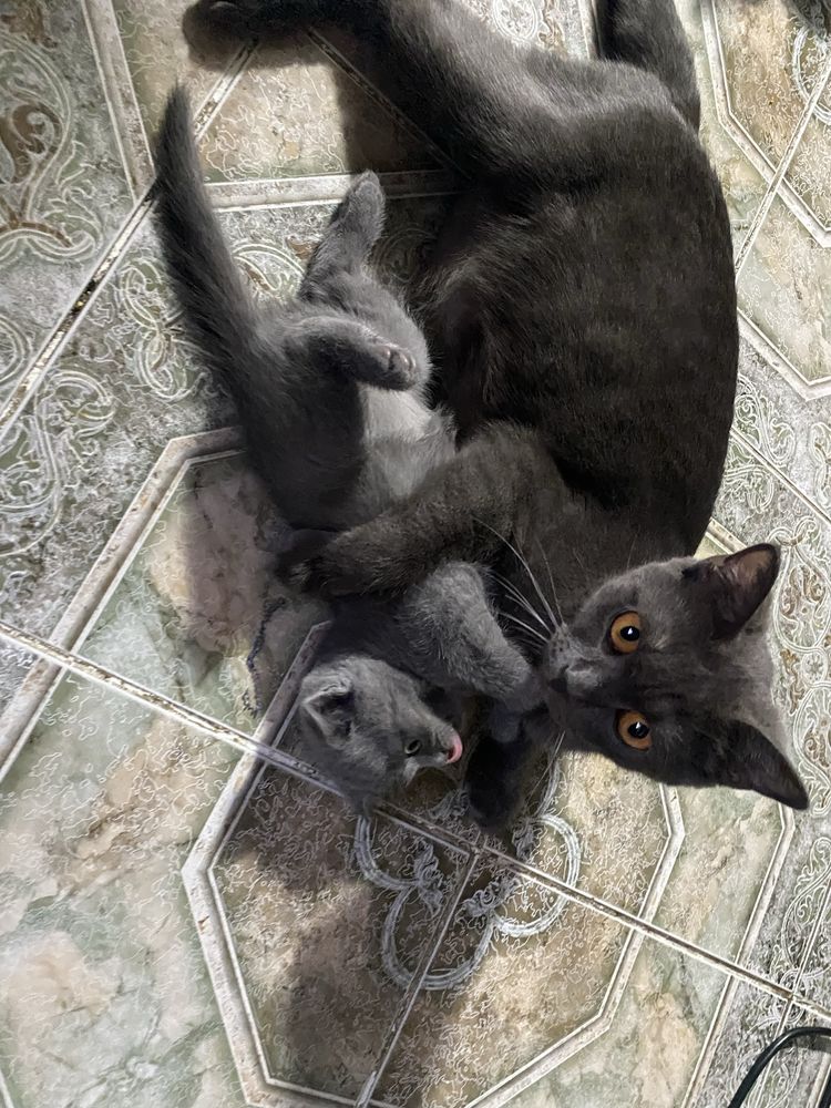 Продаются породистые котята