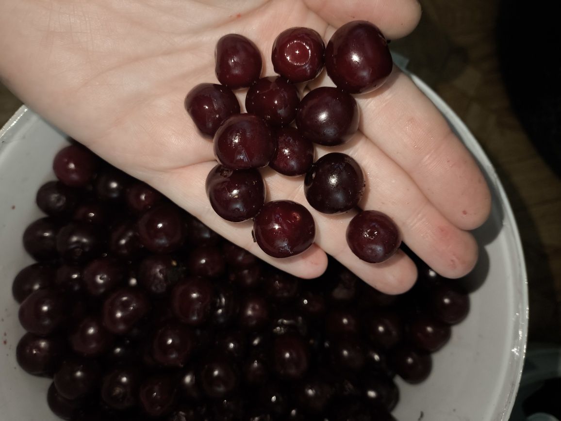Продам вишню дачную