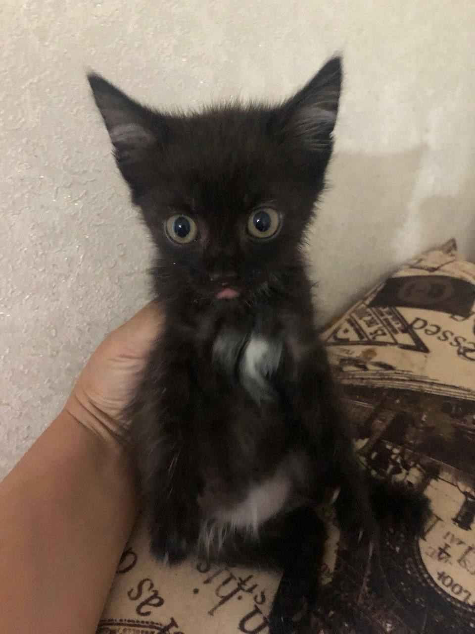 Отдам котят в добрые руки
