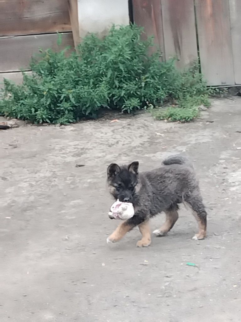 Отдам щенка девочку, не породистая