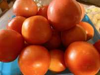 Продам дачные помидоры,груши,яблоки