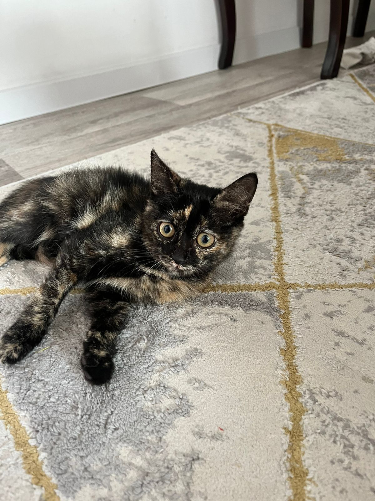 Котенок(девочка)