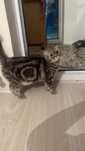Кошка пародистая
