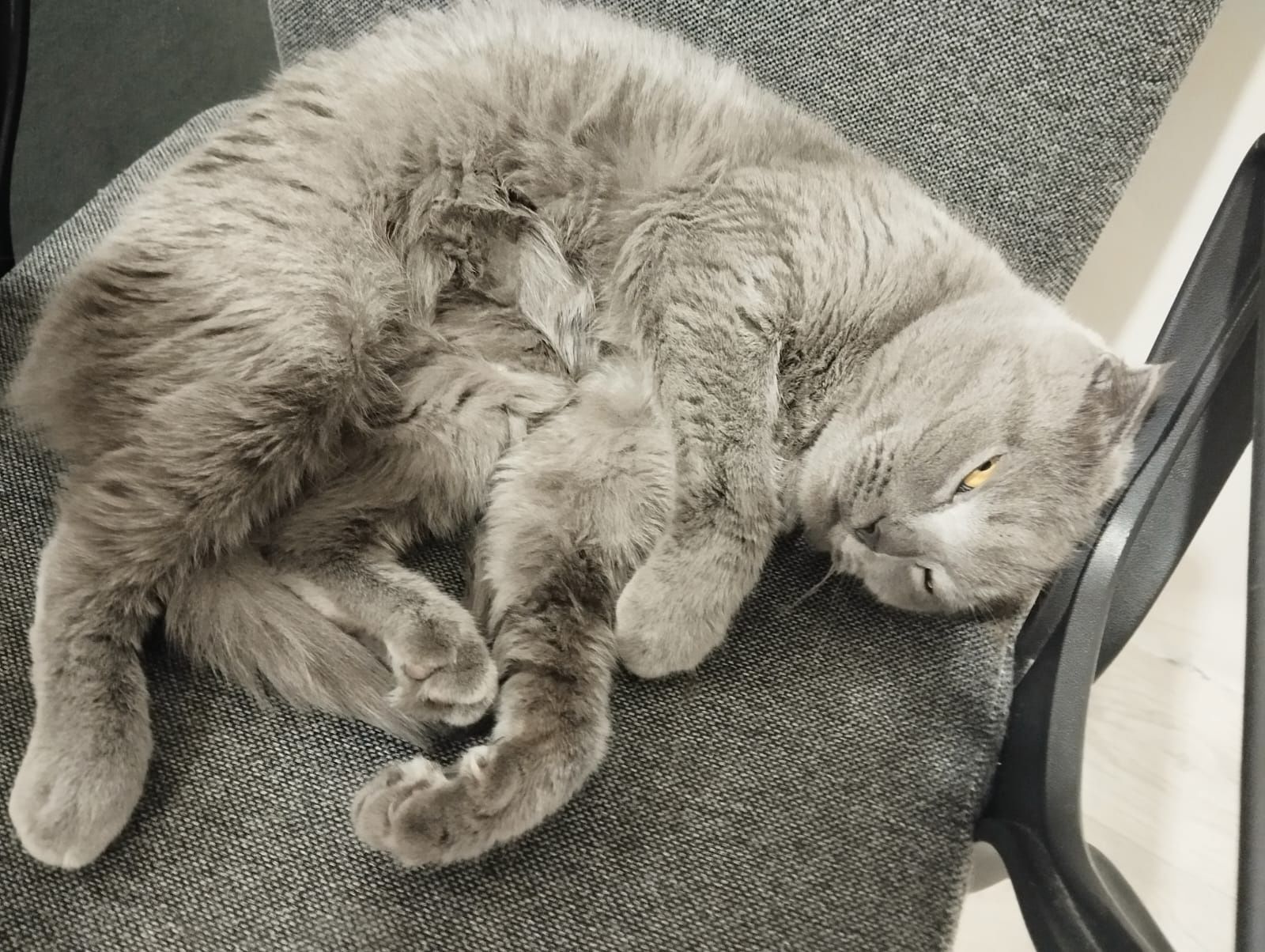 Отдам шотландскую породистую кошку