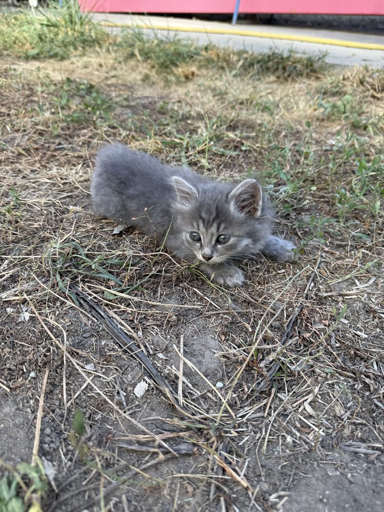 Ребенок нашел котенка (мальчик)