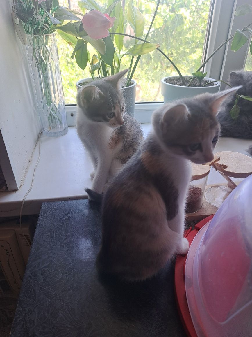 Котята бесплатно