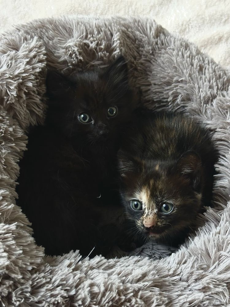 Дарю котят в хорошие руки