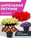 Ампельная петуния,рассада 500