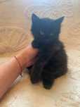 Отдам котят в хорошие руки