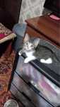 Кошечка ищет дом