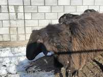 Бараны - производители , кошкары гисарской породы