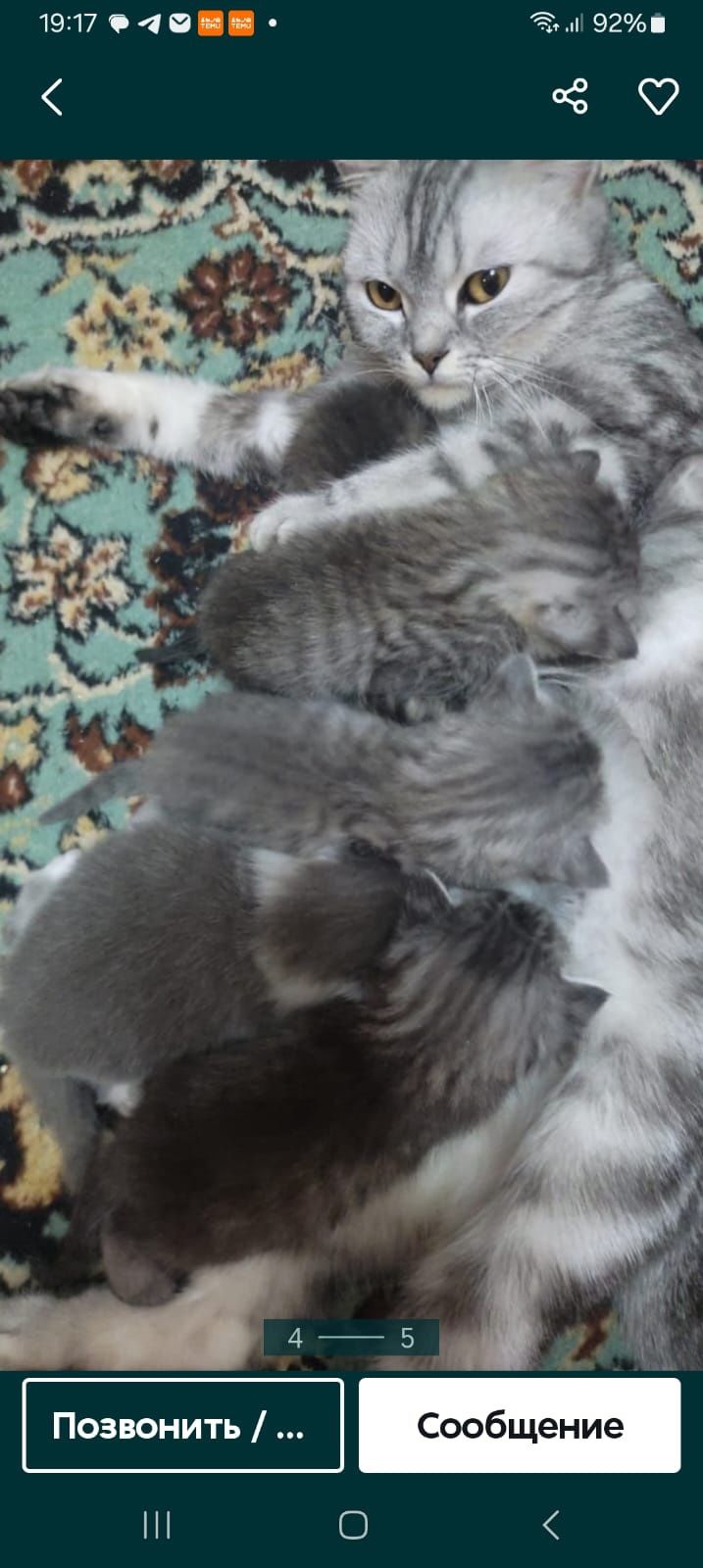 Британцы 1,3 месяцев Приучена..