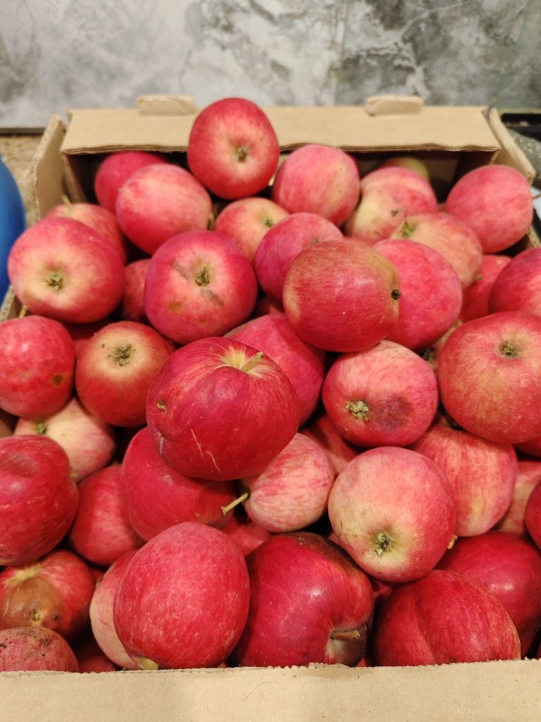 Продам яблоки с дачного участка