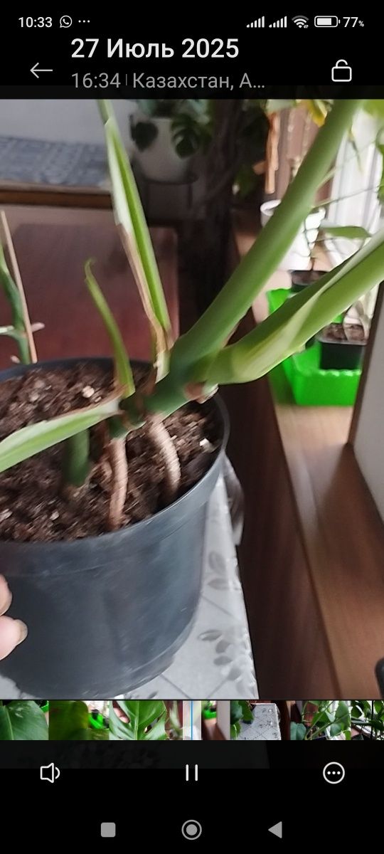 Монстера для школы, класса, колледжа, офиса.