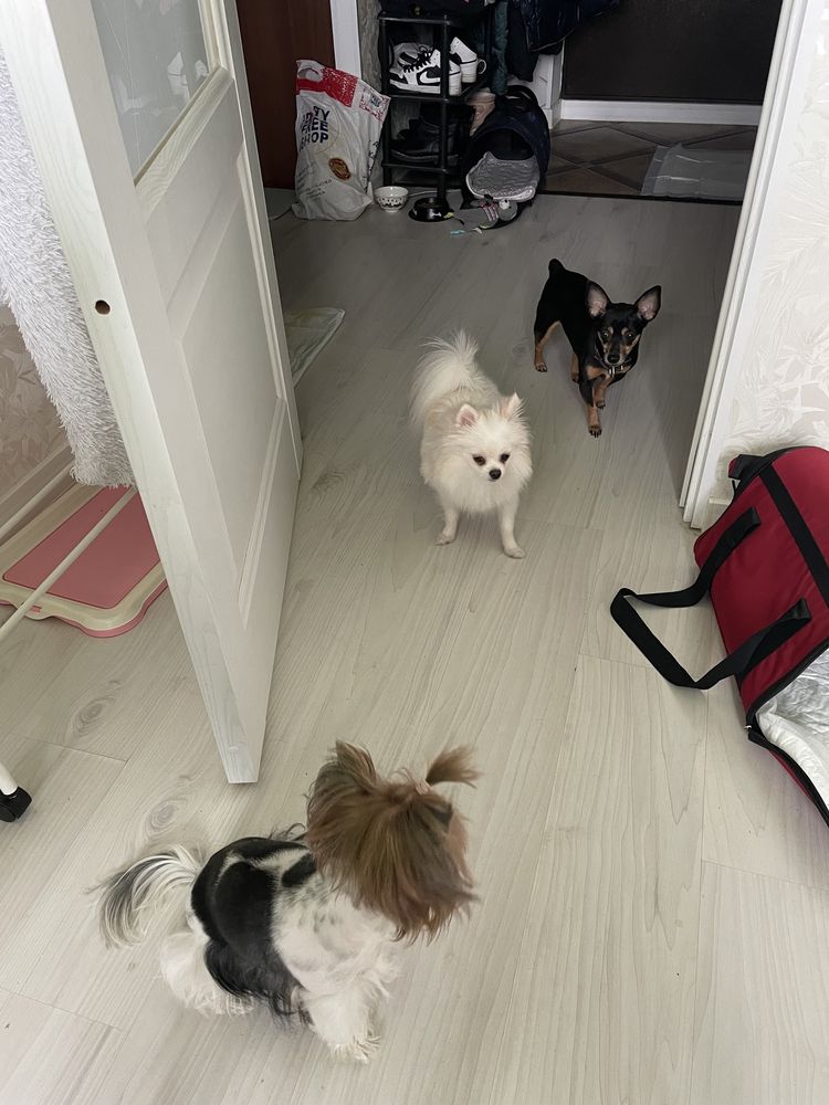 Передержка собак в квартире. От 3500 тг. Pet services Выгул собак