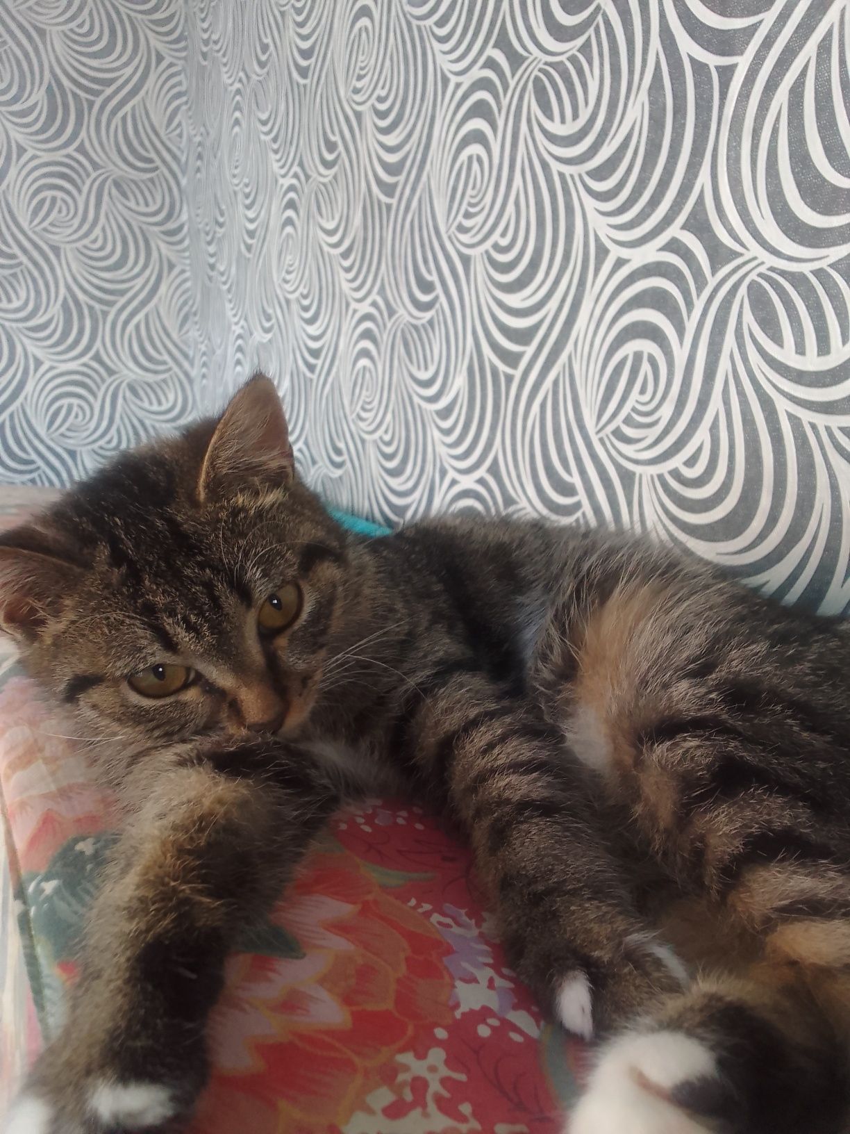 Котенок девочка. Срочно