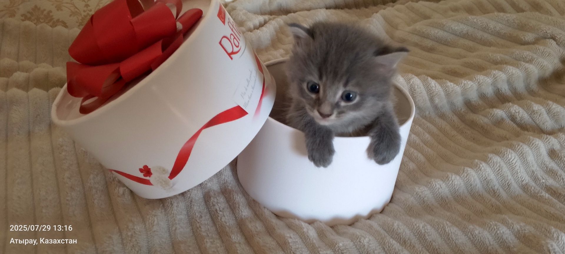 Котик и кошечка.