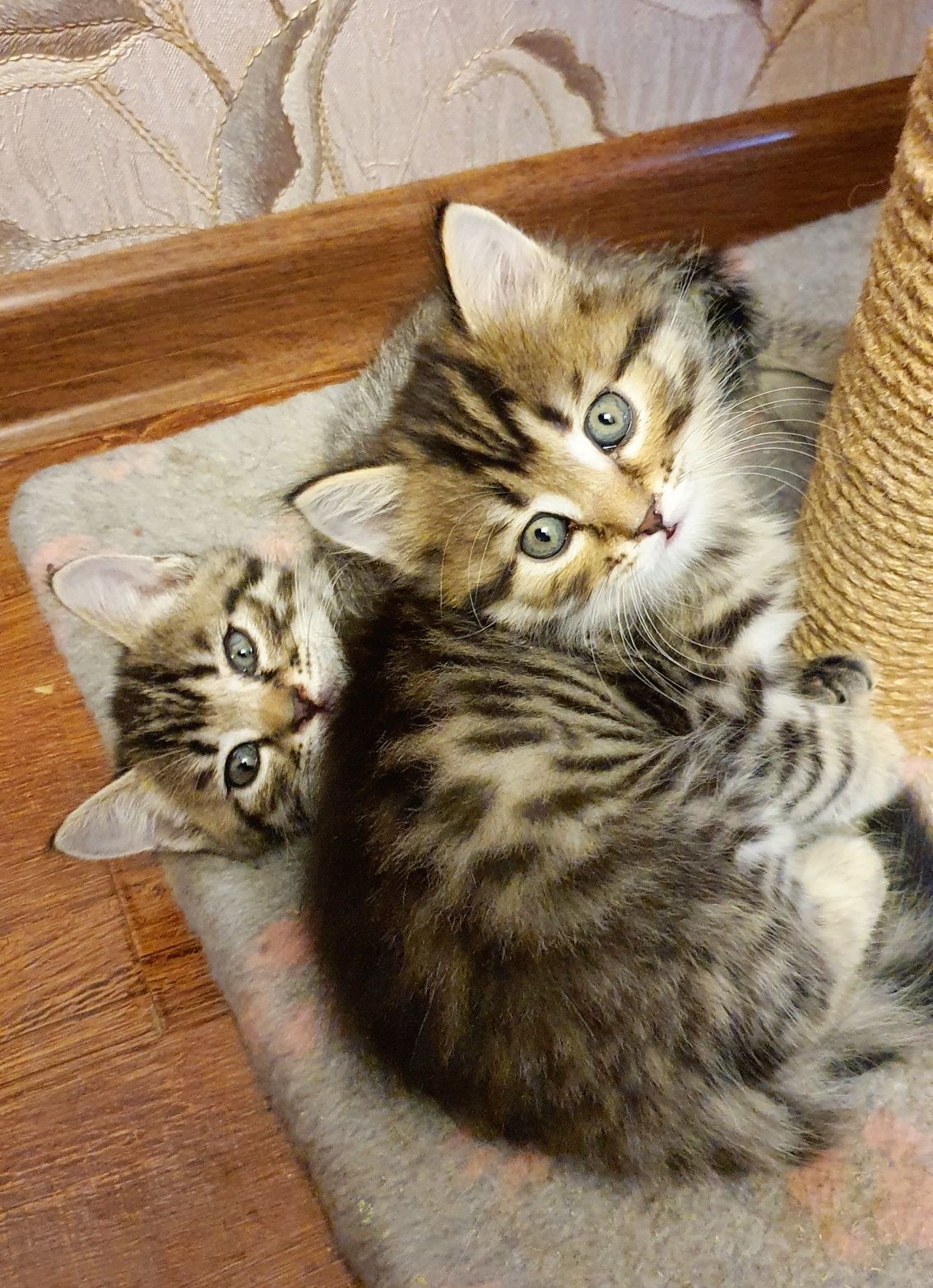 Котята скотиш фолд и страйт