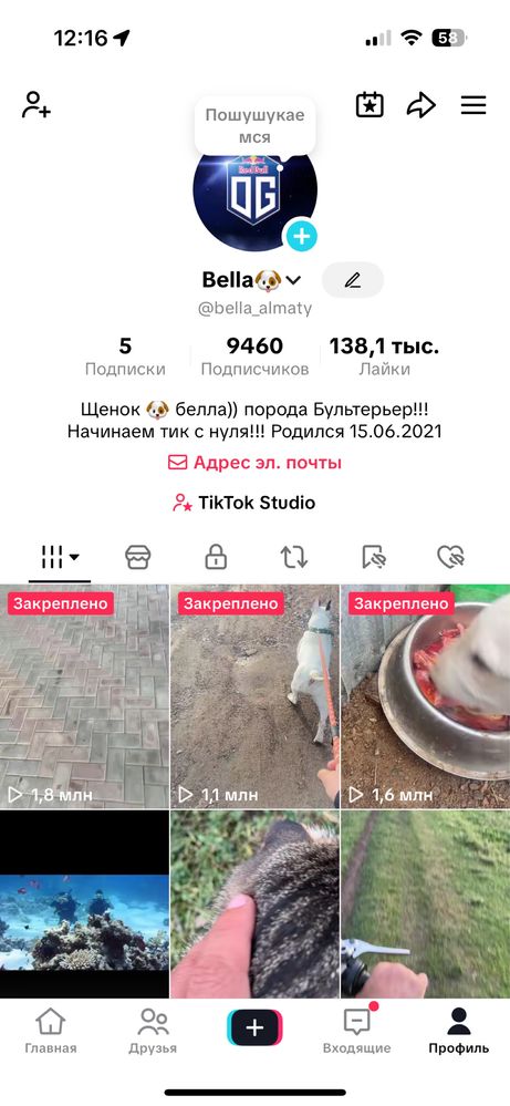 Собака бультерьер