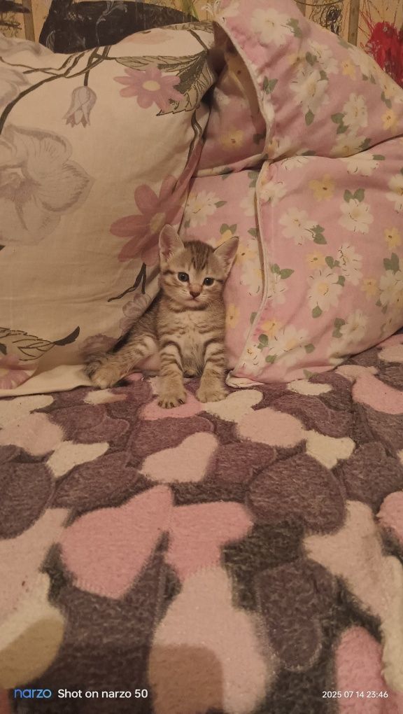 Котята отдам Даром