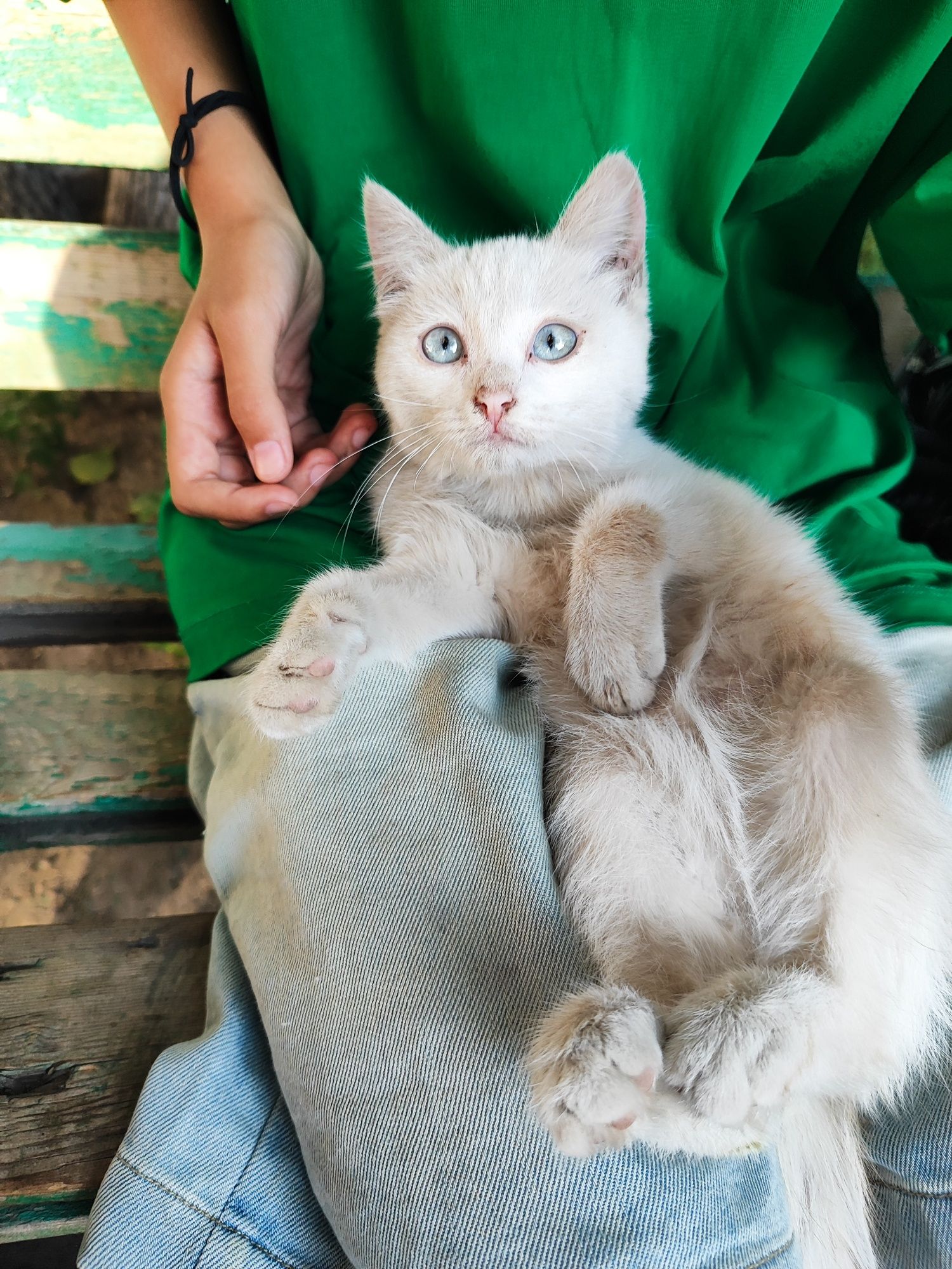 Котенок в добрые руки