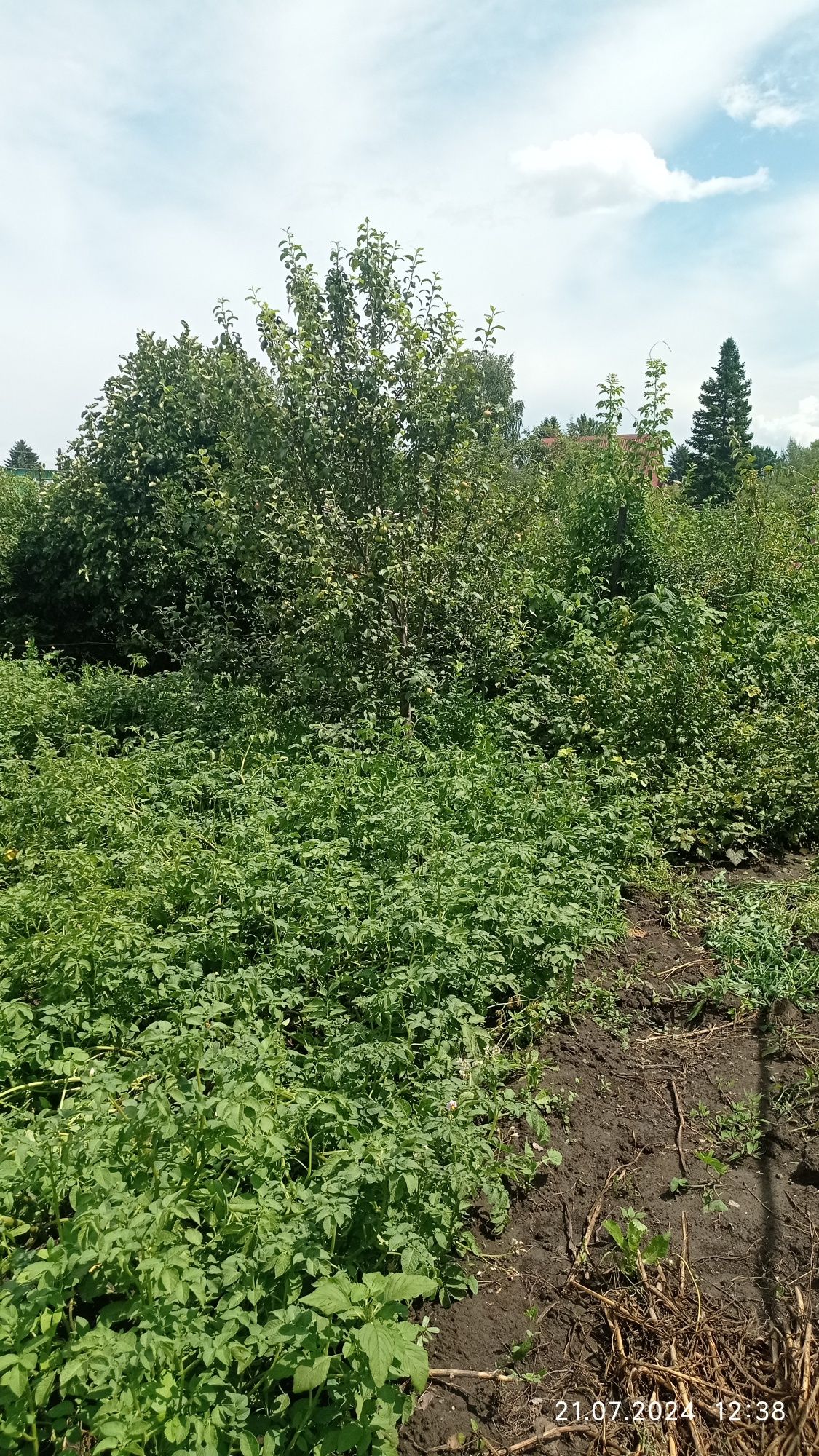 Продам дачу в с/о Мичуринец