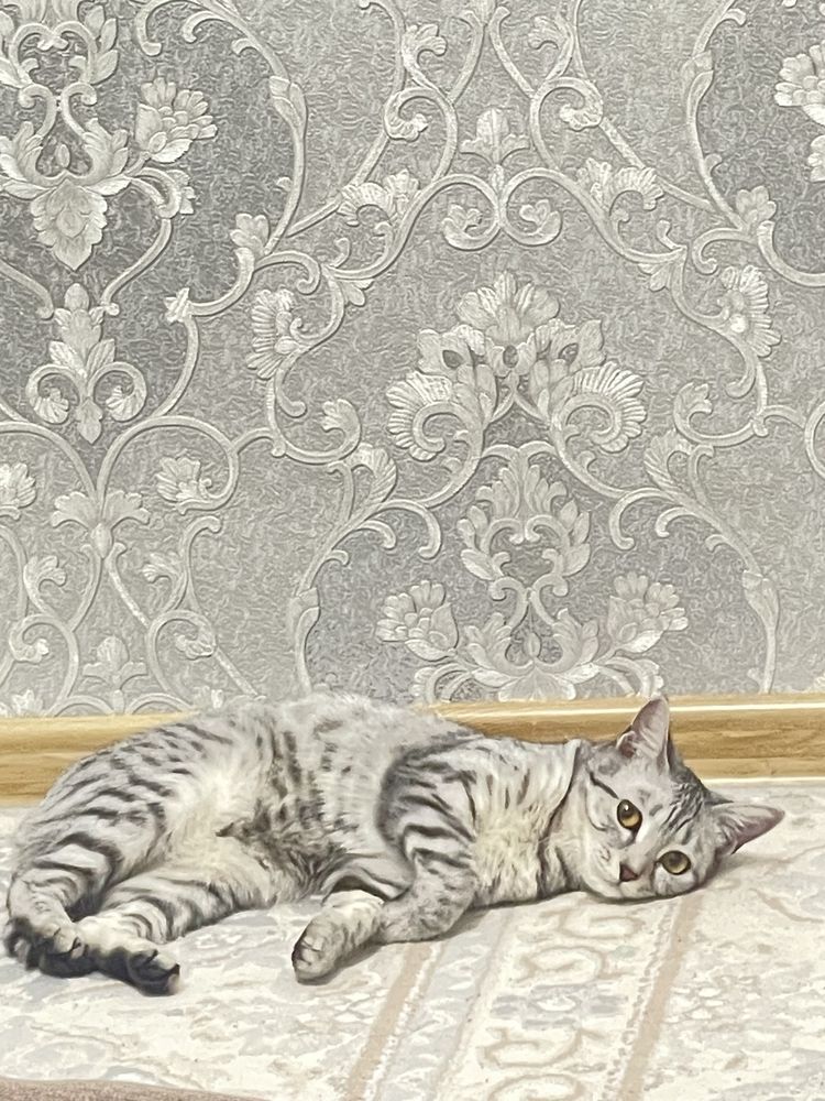 Кошечка окрас вискас