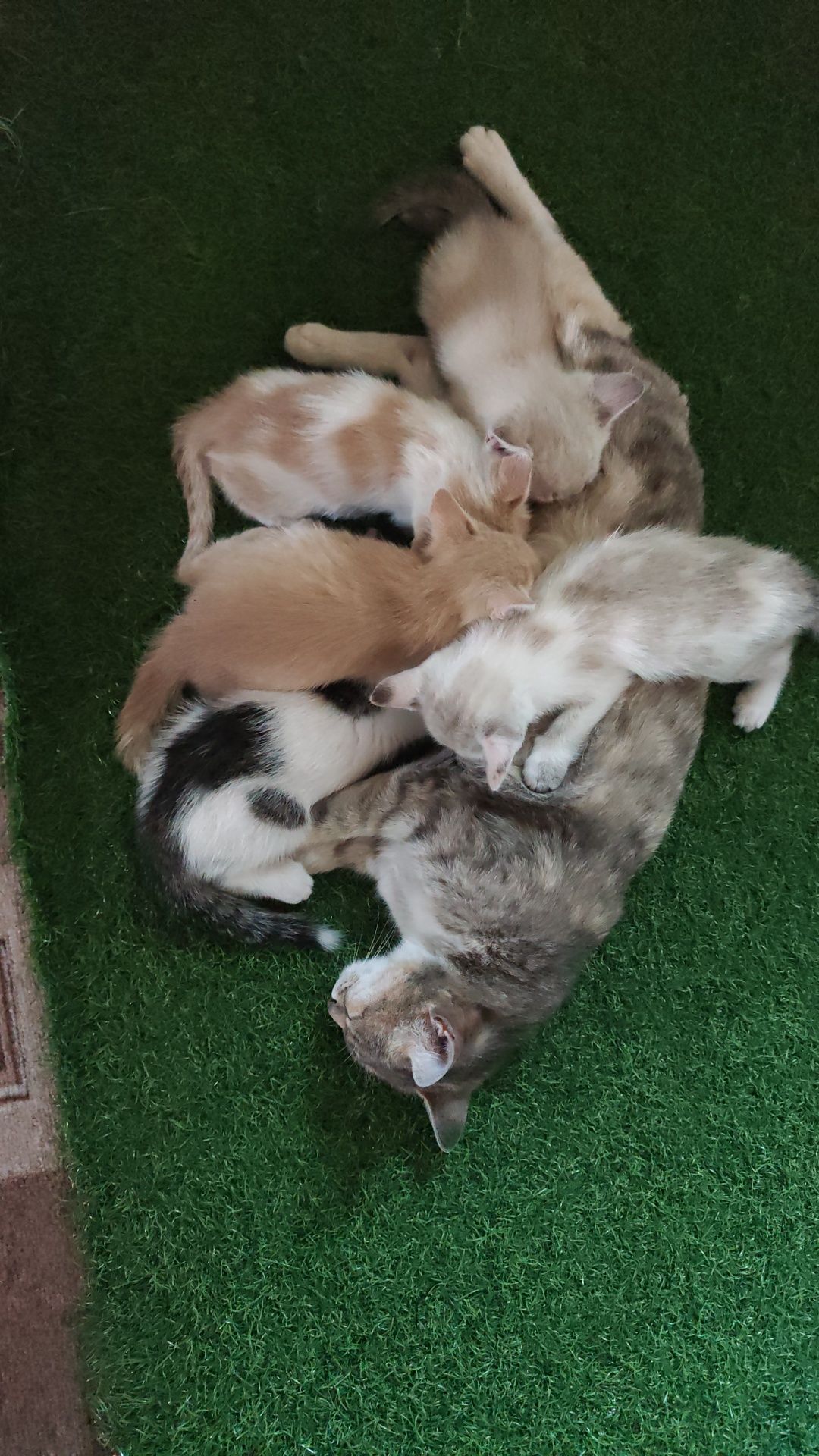Отдам котят бесплатно