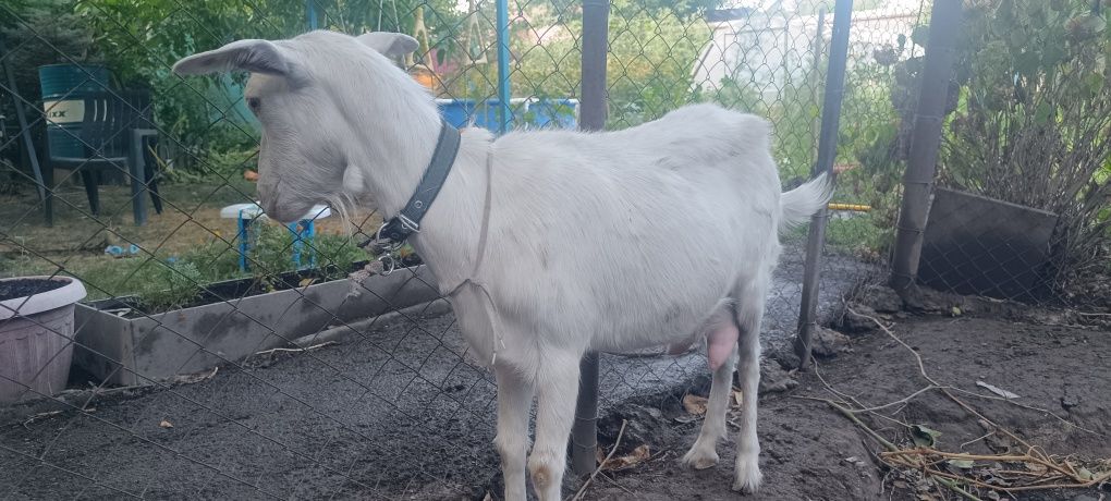 Продам Козу дойную .