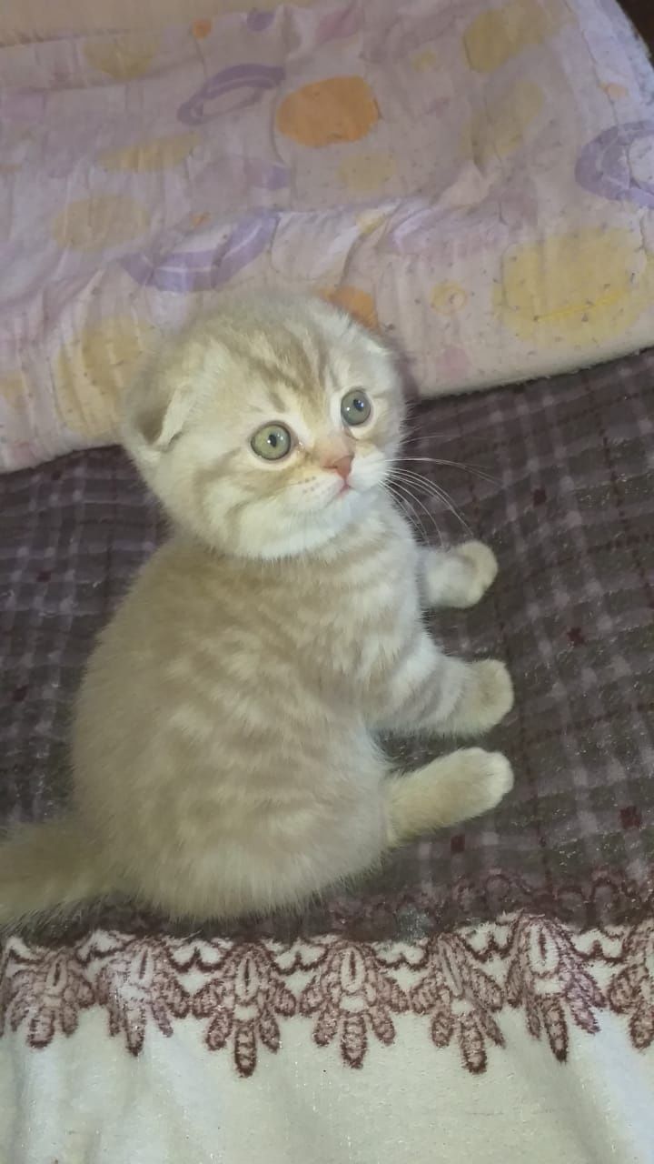 Скоттиш Фолд и Страйт.