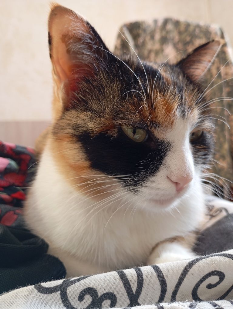 Кошка стерильная, хорошоя, приученна к латку.