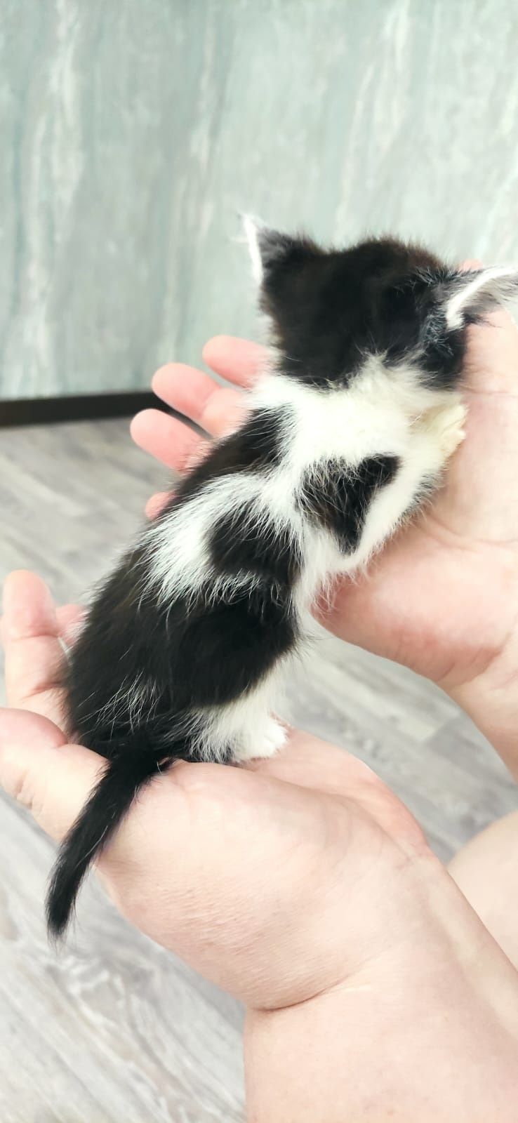 Отдам котят в добрые руки