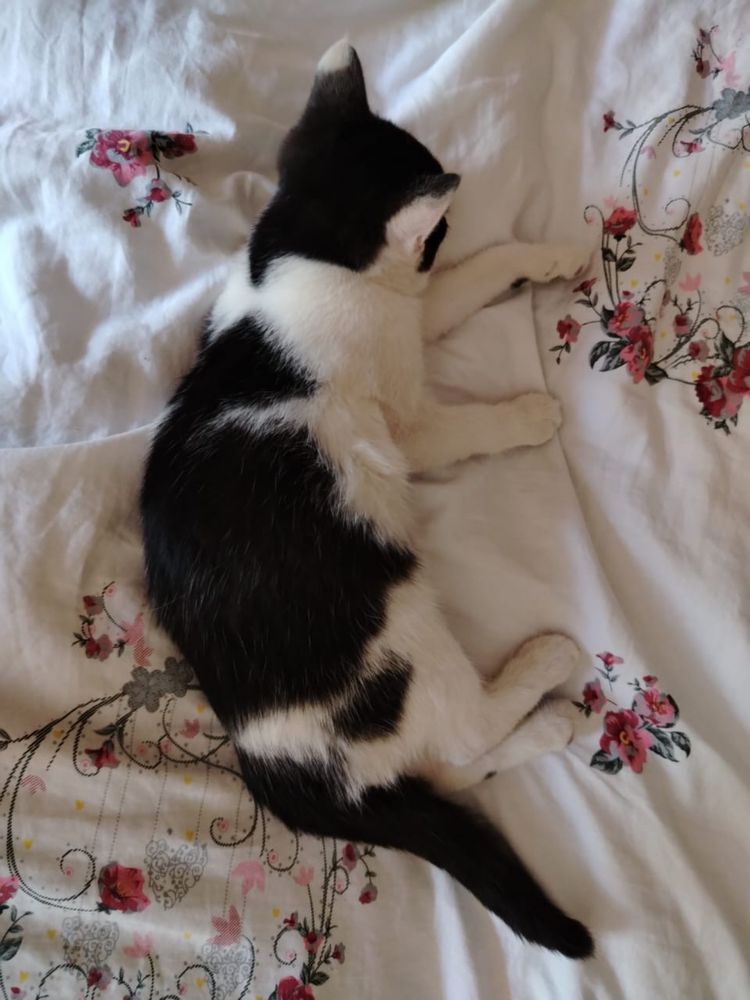 Котенок в добрые руки