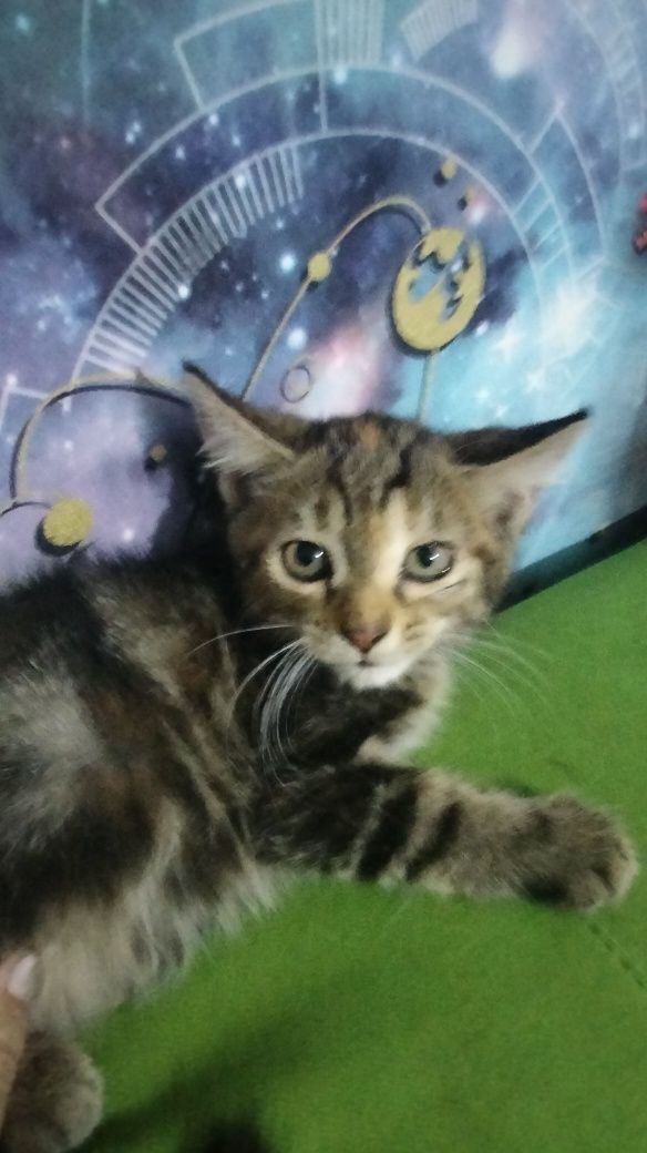 Отдам котят помесь Мей Кун и бенгала 1 мес.