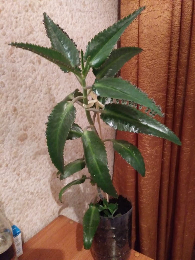Каланхоэ. Продам...