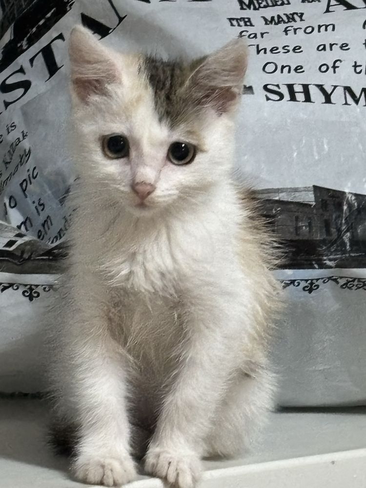Котенок 2 месяца