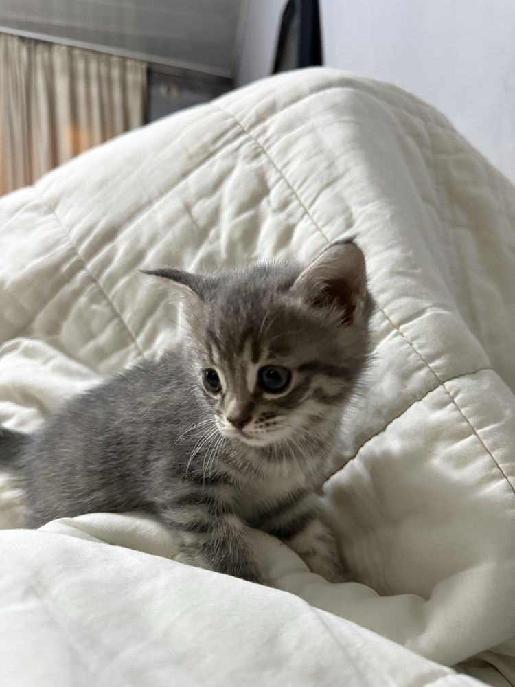Шотланские котята серые и мраморные