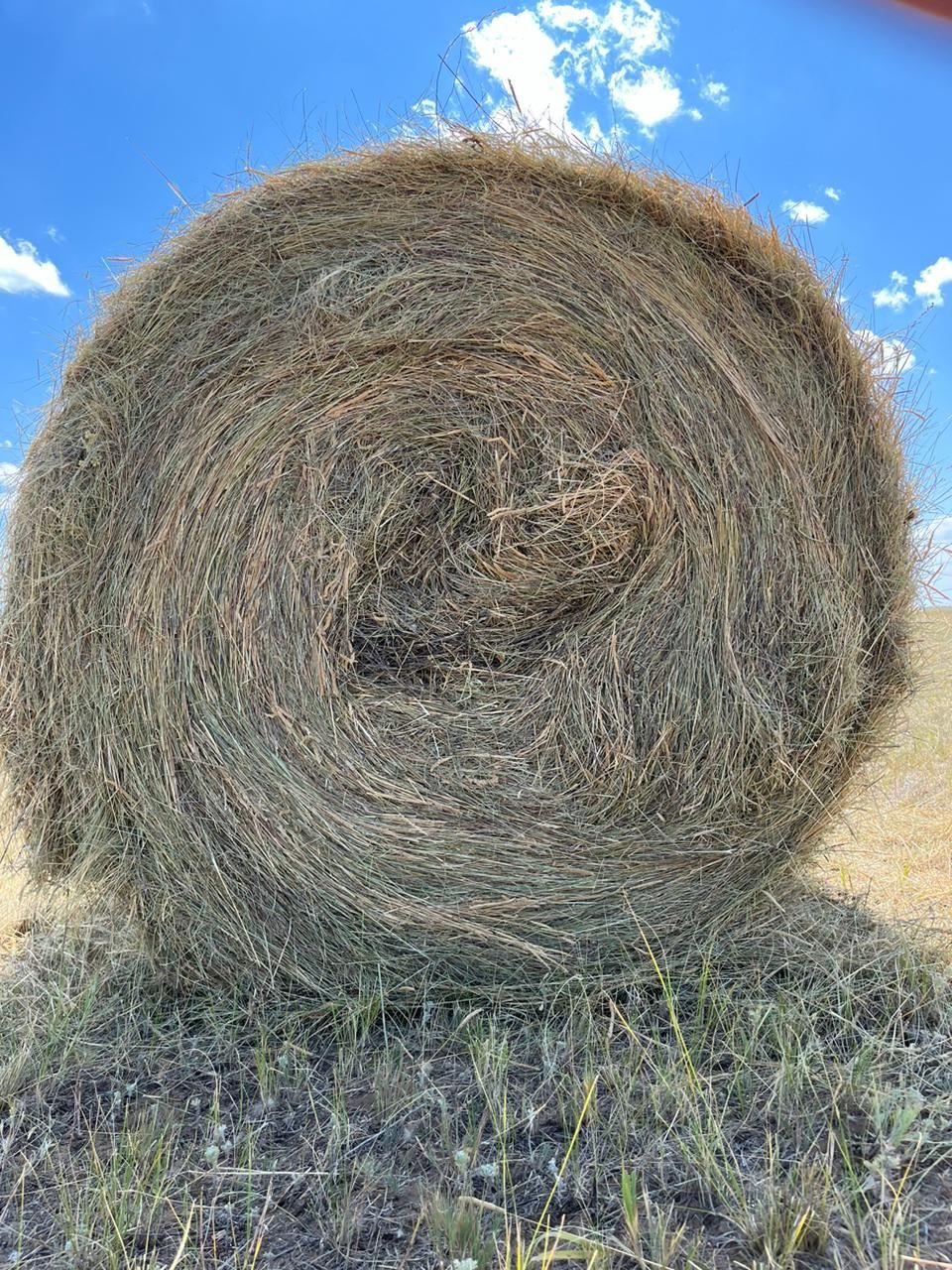 Продам сено в рулонах