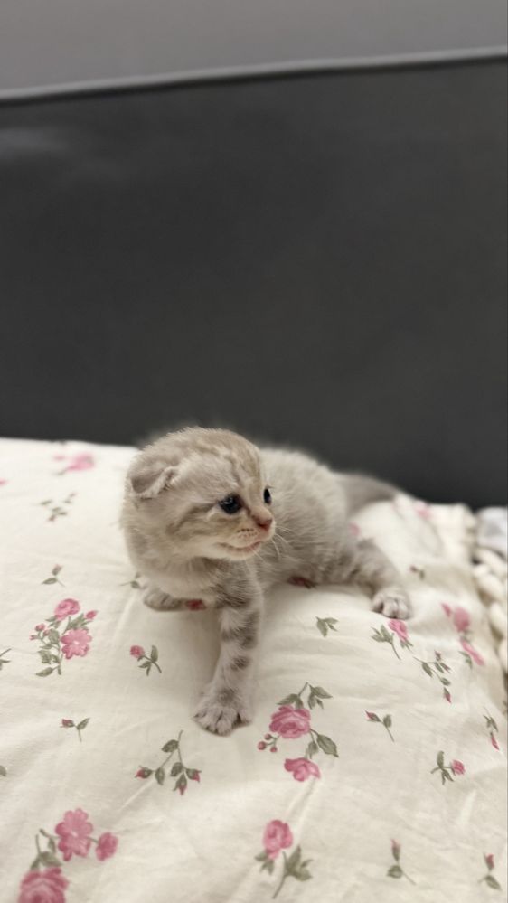 вислоухий шотландец