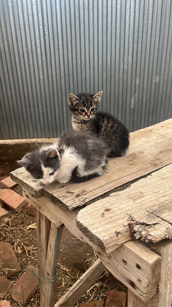 котята .помогите пристроить.