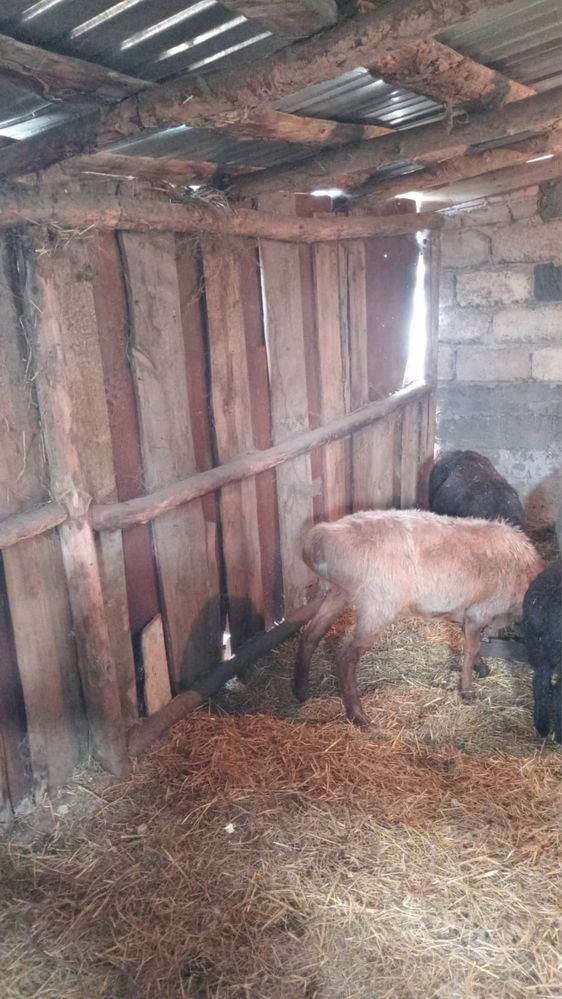 Продам баранов и коз