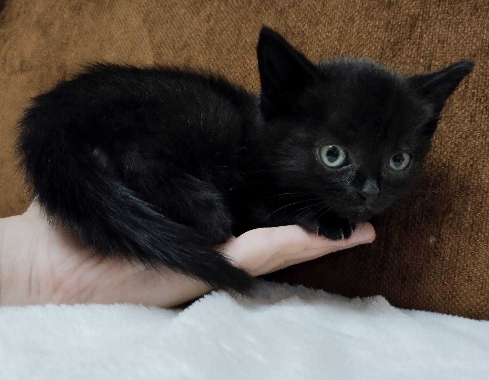 Отдам котенка 1 месяц